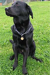 Freddy Guide Dog
